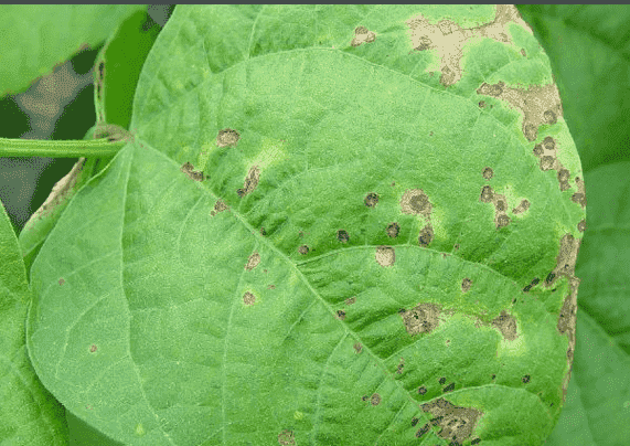 木棉斑點病