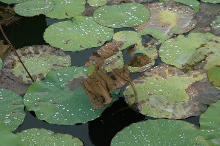 睡蓮葉腐病圖片