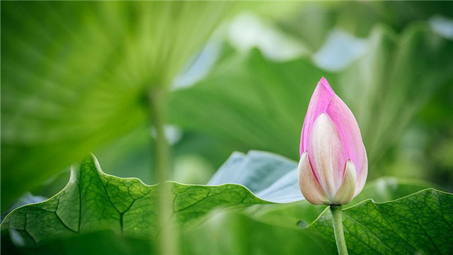 荷花不開花是什么原因