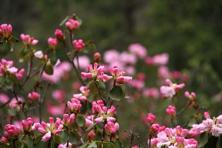 杜鵑花