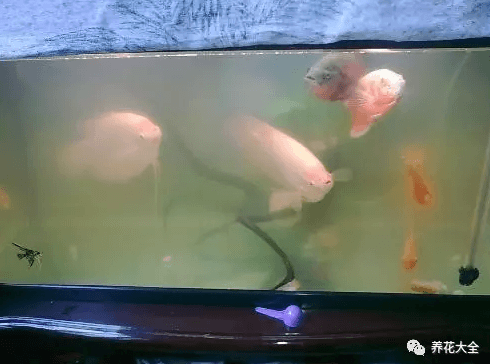 魚缸水澆花