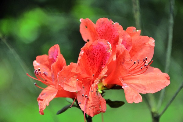 杜鵑花葉子干枯怎么辦