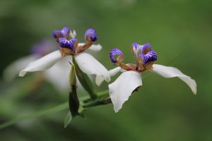 巴西鳶尾的花語