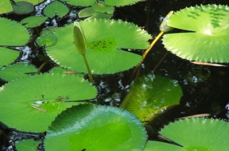 漂亮的蓮花