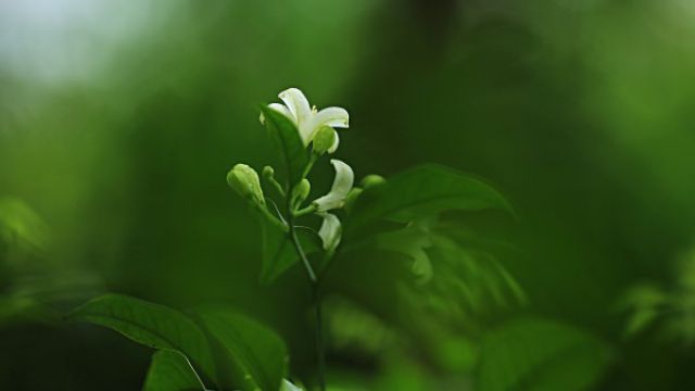 七里香和九里香的區(qū)別