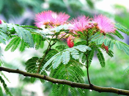 合歡樹(shù)開(kāi)花