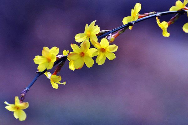 室內養(yǎng)花如何噴水