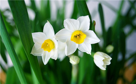 水仙花花蕾干枯是溫度過低