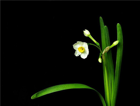 水仙花花蕾干枯是溫度過高