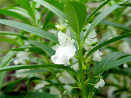 鳳仙花不開花的原因