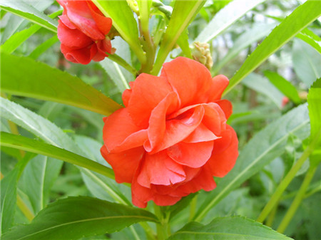 鳳仙花多開花的方法