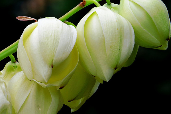 絲蘭開(kāi)花不實(shí)要怎么辦