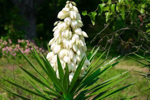 鳳尾蘭不開(kāi)花怎么辦