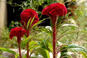 雞冠花不開花怎么辦