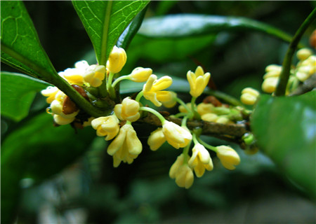 桂花開(kāi)花不香的主要原因