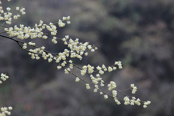 桂花開(kāi)花為什么不香