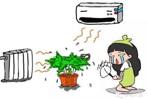 暖氣空調(diào)房，再不噴水，這些植物就干死了