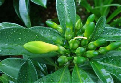 非洲茉莉不開(kāi)花原因