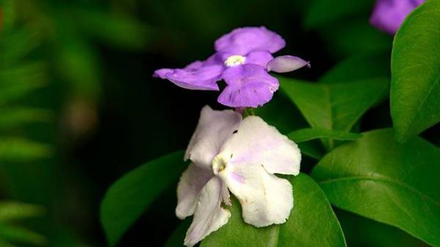 雙色茉莉不開花怎么辦