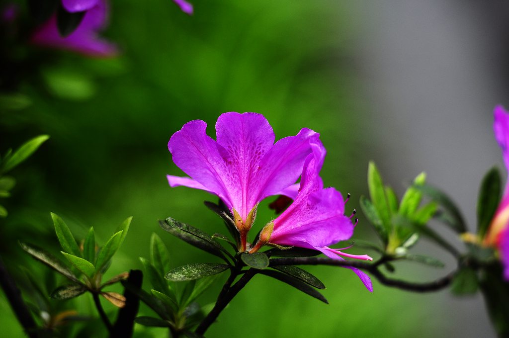 杜鵑花掉葉子原因三 澆水不當