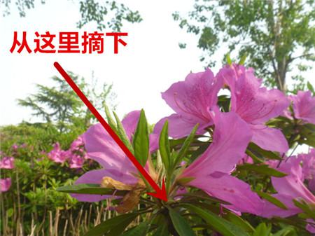 杜鵑剪掉殘花和花托