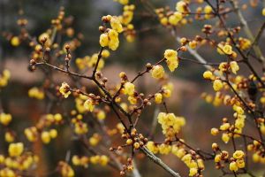 臘梅為什么不開(kāi)花