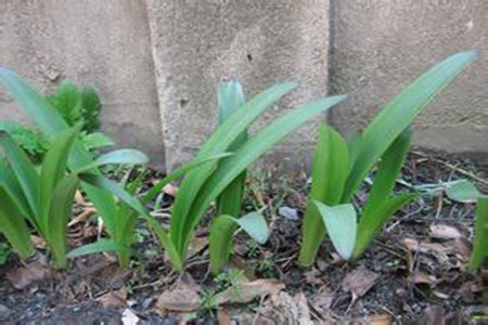 未開(kāi)花的朱頂紅