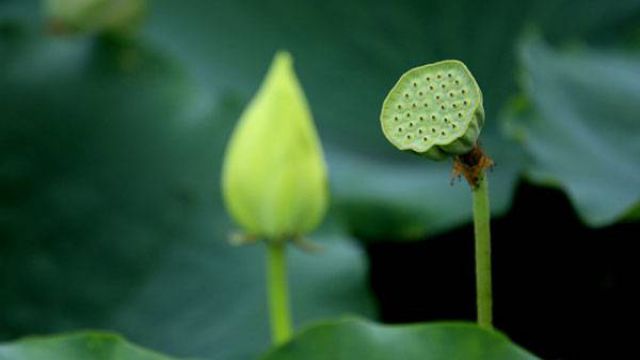 盆栽荷花為什么不現(xiàn)蕾不開花