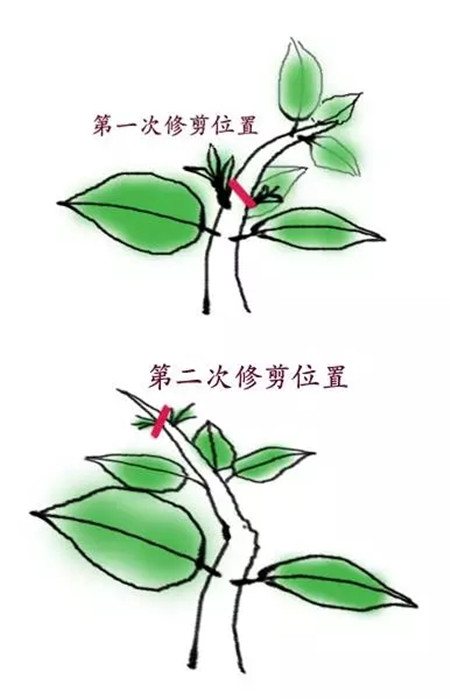 梔子芽口相對(duì)