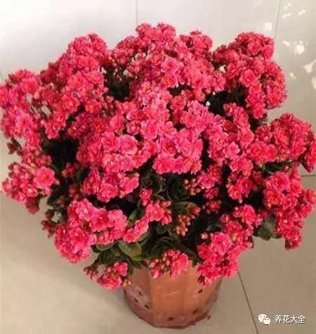 長(zhǎng)壽開花