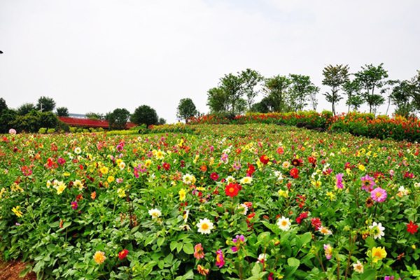 小麗花冬季開(kāi)花嗎