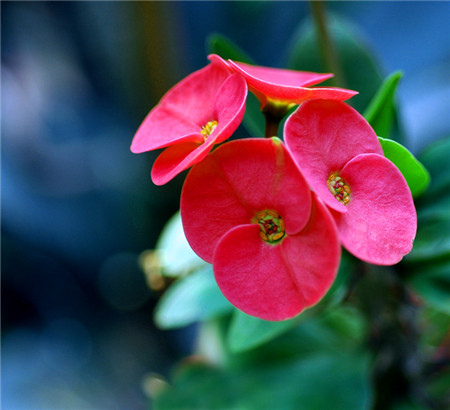 虎刺梅開(kāi)花圖片欣賞