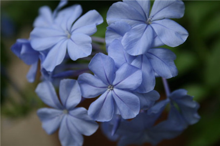 藍(lán)花丹什么時候開花