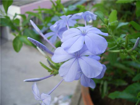 藍(lán)花丹開花圖片欣賞