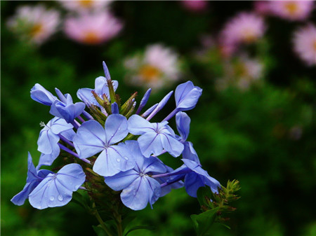 藍(lán)花丹開花圖片欣賞