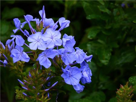 藍(lán)花丹開花圖片欣賞