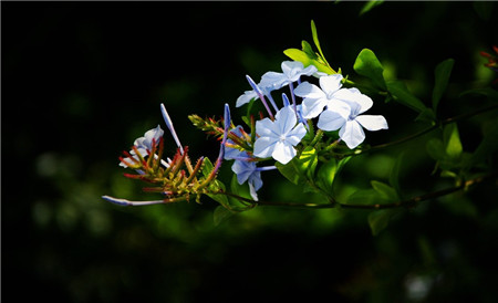 藍(lán)花丹開花圖片欣賞