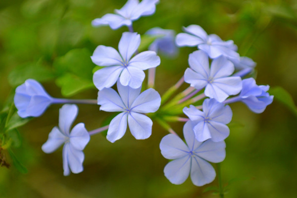 藍(lán)花丹什么時候開花