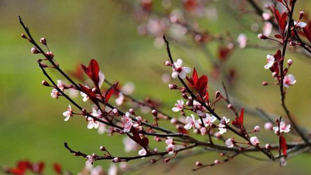 紫葉李什么時(shí)候開花