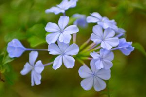 藍(lán)花丹什么時(shí)候開花 藍(lán)花丹開花圖片欣賞