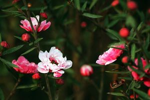 松紅梅什么時(shí)候開(kāi)花