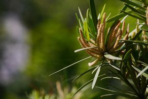 羅漢松會開花嗎