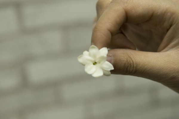 剛買回來的茉莉花掉苞，教你一招，趕緊學(xué)