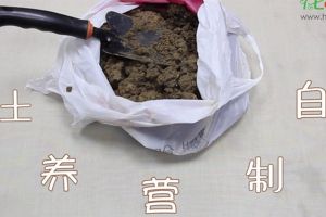 自制營養(yǎng)土視頻：這三種生活垃圾，可以制作營養(yǎng)土