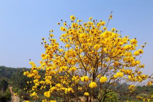 黃花風(fēng)鈴木生蟲了怎么辦 常見的病蟲害防治