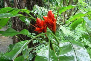 紅花蕉生蟲了怎么辦 常見的蟲害及其防治