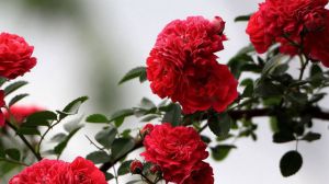 薔薇花語(yǔ)及代表意義