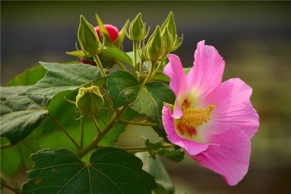 木芙蓉花的病蟲害及其防治