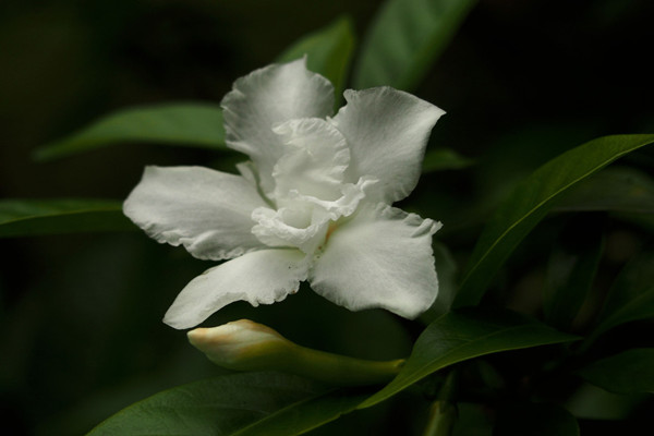 狗牙花的蟲害及防治方法