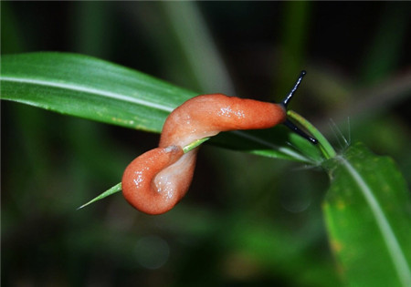 唐菖蒲蟲(chóng)害：雙線嗜黏液蛞蝓